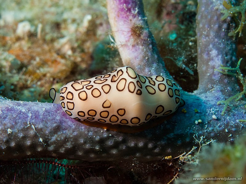 Flamingotong slak, , Bonaire, Mei 2009Flamingo Tongue (Cyphoma gibbosum), Jeff Davis Memorial, Bonaire