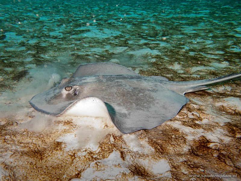 Amerikaanse pijlstaartrog, , Bonaire, Mei 2009Southern Stingray (Dasyatis americana), Toris Reef, Bonaire