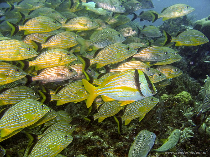 Dubbelband zeebrasem met blauwgestreepte grommers, , The tunnel, Cancun, Mexico, July 2009Porkfish (Anisotremus virginicus) with Bluestriped Grunts (Haemulon sciurus)