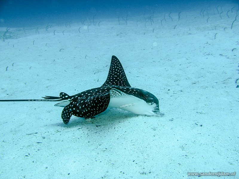 Gevlekte adelaarsrog, Aetobatus narinari, Mosquera, Galapagos-eilanden