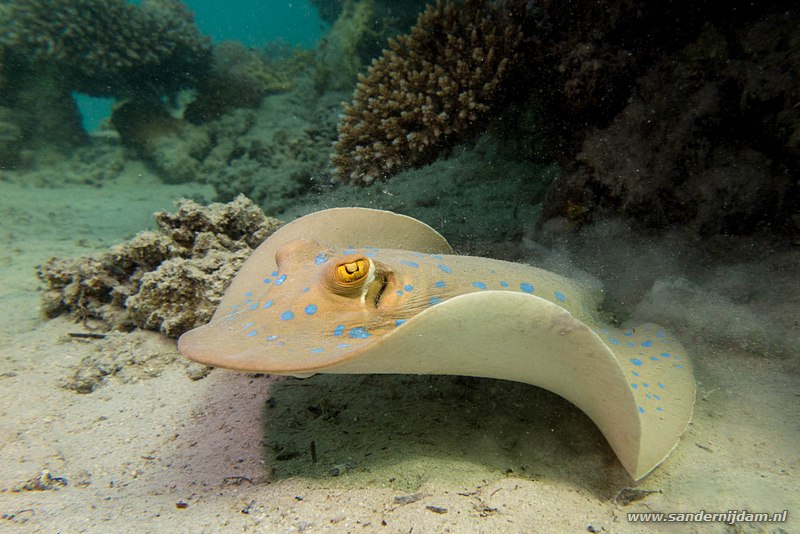 Blauwgespikkelde pijlstaartrog, , Egypte, mei 2015Blue spotted stingray (Taeniura lymma), Marsha Shagra