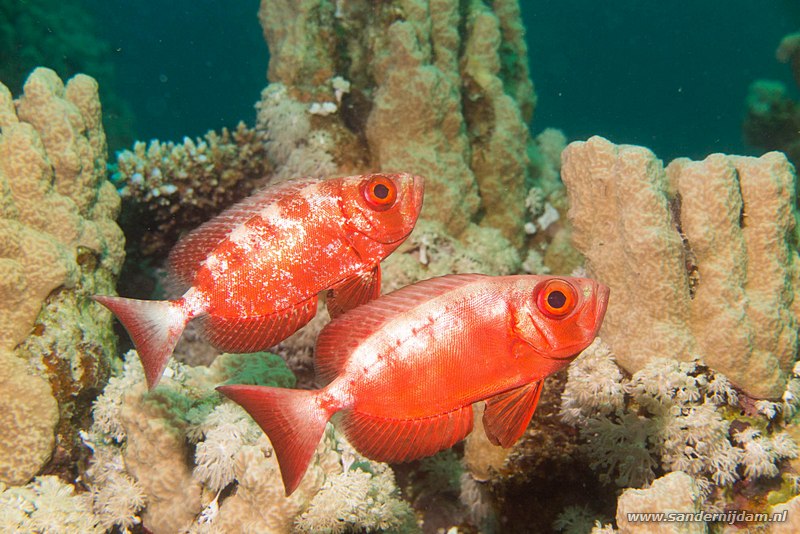 Rif grootoogbaarzen, , Egypte, mei 2015Common bigeye (Priacanthus hamrur), Marsha Shagra