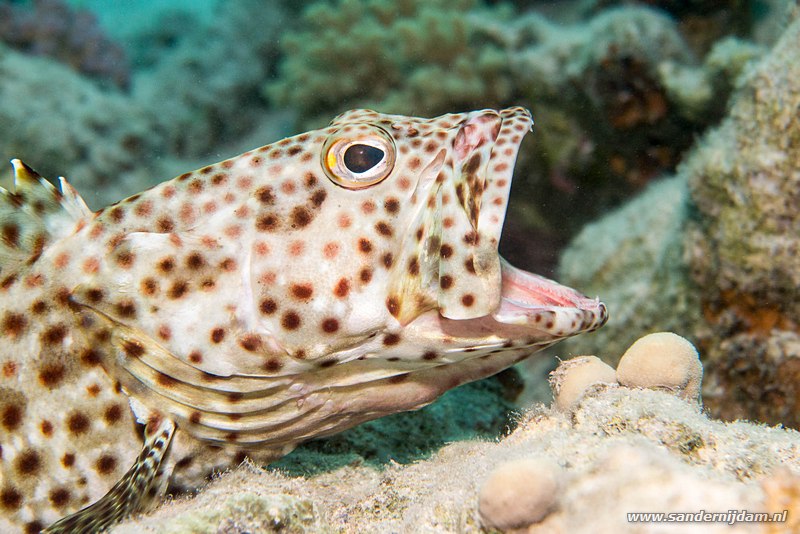 Roodvlek tandbaars, , Egypte, mei 2015Greasy grouper (Epinephelus tauvina), Marsha Shagra