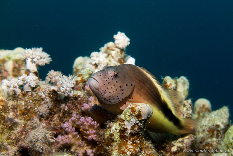 Slanke koraalklimmer, , Egypte, mei 2015Freckled hawkfish (Paracirrhites forsteri), Marsha Shagra