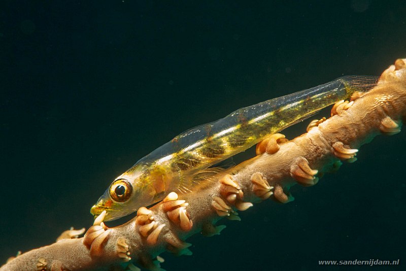 Zweepkoraal grondel, , Egypte, mei 2015Wire coral goby (Bryaninops yongei), Marsa Shagra