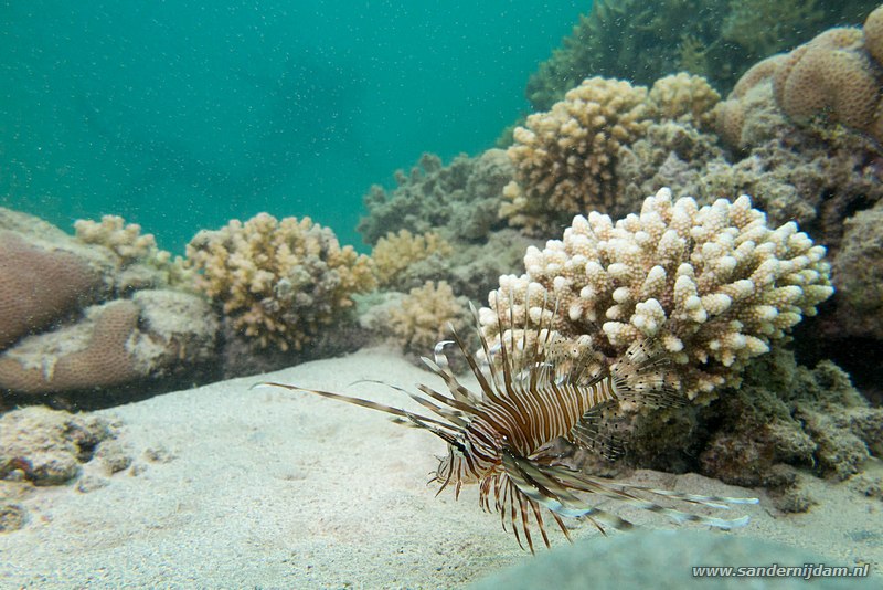 Gewone koraalduivel, , Egypte, mei 2015Common lionfish (Pterois volitans), Marsa Egla