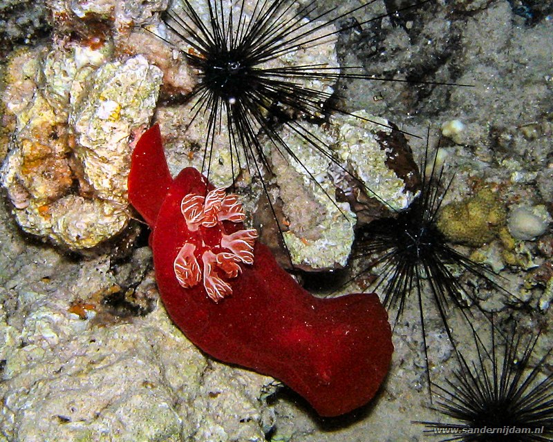 Spaanse danseres, Hexabranchus sanguineus, Lighthouse, Dahab, Egypte, mei 2005