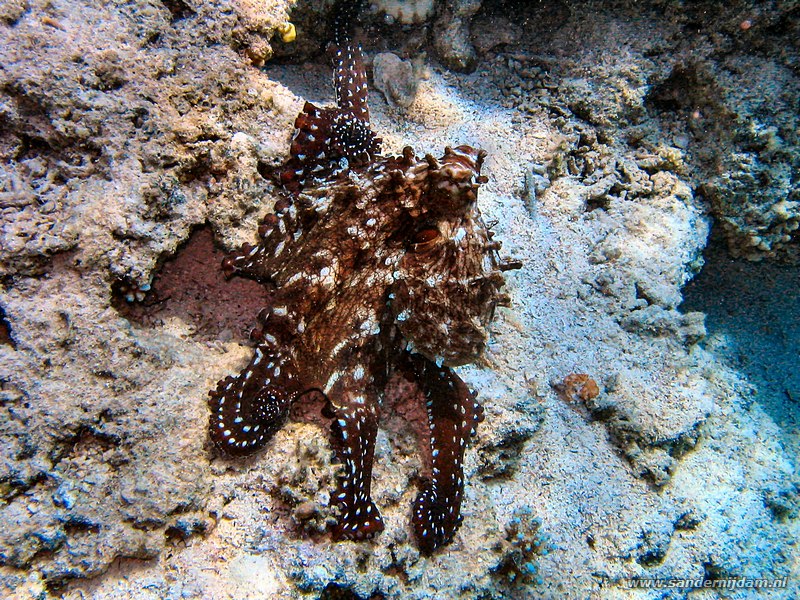 Grote rode octopus, Octopus cyaneus, The Canyon, Dahab, Egypte, mei 2005