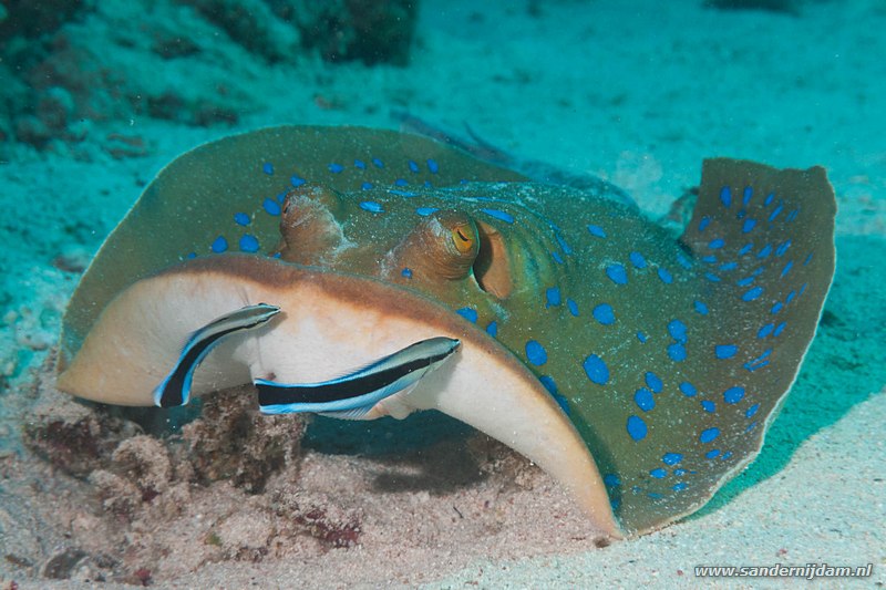 Blauwgespikkelde pijlstaartrog met gewone poetslipvissen, , Marsa Shagra, Marsa Alam, Egypt, April 2013Blue spotted stingray (Taeniura lymma) with common cleaner wrasses (Labroides dimidiatus)