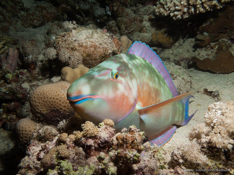 Langsnuit papegaaivis, , Marsa Shagra, Marsa Alam, Egypt, April 2013Longnose parrotfish (Hipposcarus harid)