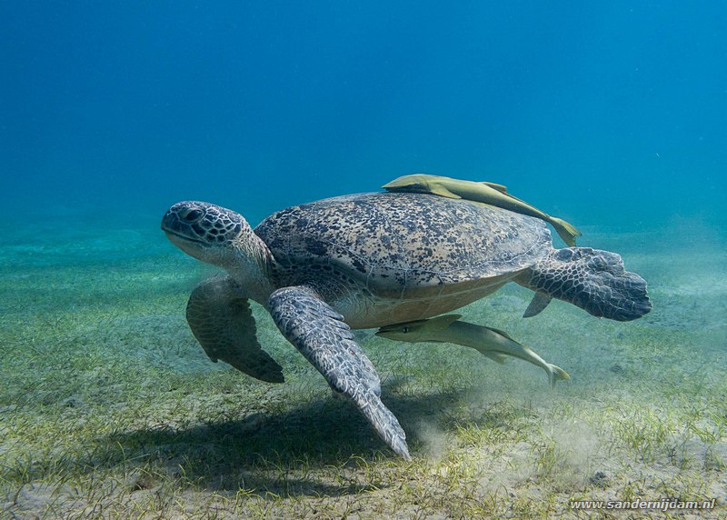 Groene schildpad en zuigvissen, , Marsa Abu Dabab, Egypte, November 2010