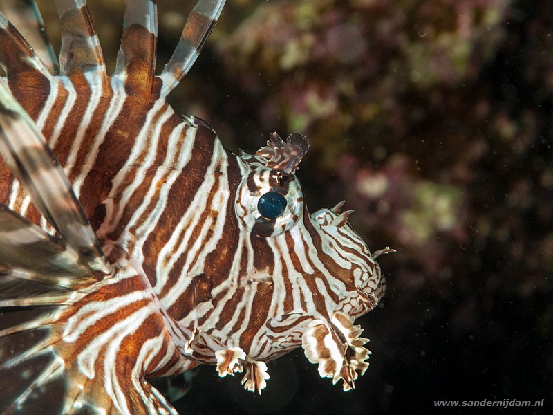 Gewone koraalduivel, , Marsa Nakari South, Egypte, November 2010Common lionfish (Pterois volitans)