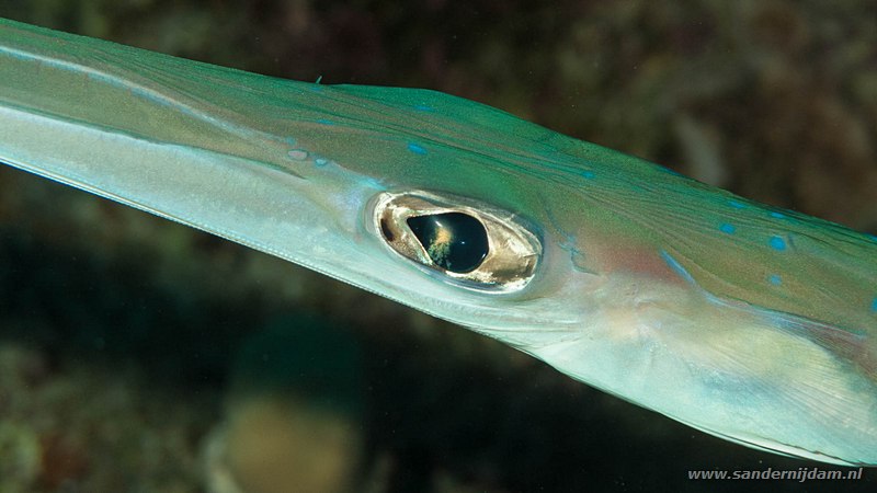 Fluitvis, , Marsa Nakari South, Egypte, November 2010Cornetfish (Fistularia commersonii)