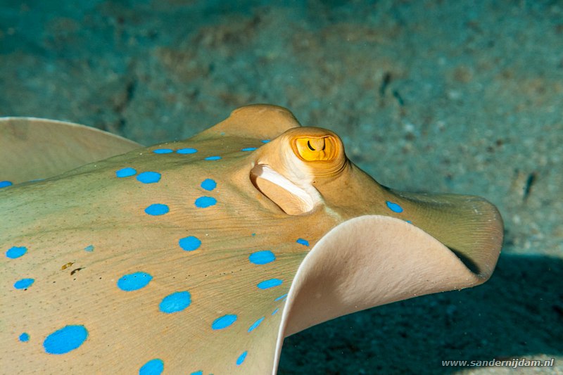 Blauwgestippelde pijlstaartrog, , Marsa Nakari South, Egypte, November 2010Blue spotted stingray (Taeniura lymma)