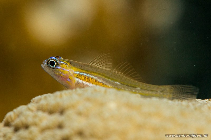 Pepermunt gobie, , Bonaire, maart 2016Peppermint Goby (Coryphopterus lipernes), Windsock