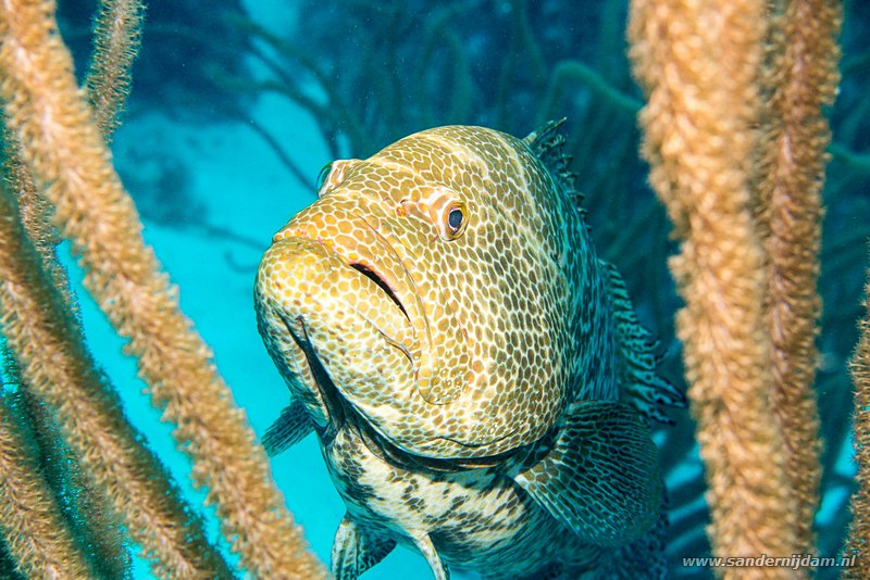 Tijgertandbaars, , Bonaire, maart 2016Tiger grouper (Mycteroperca tigris), Angel City