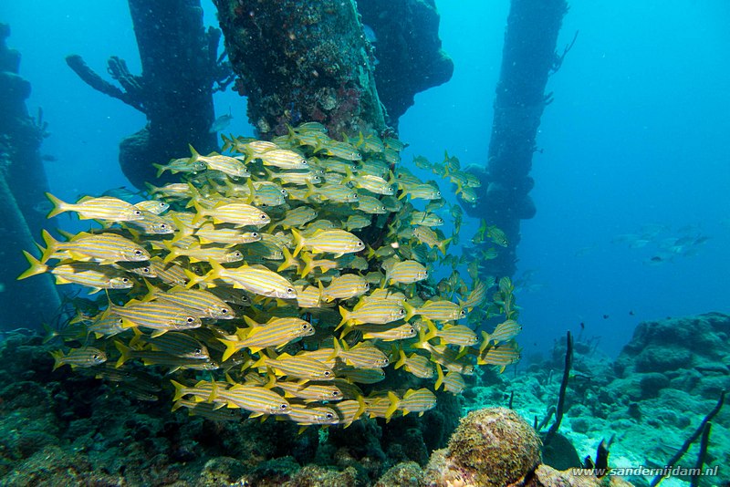 Geelgestreepte grommers, , Bonaire, maart 2016Smallmouth Grunts (Haemulon chrysargyreum), Salt Pier