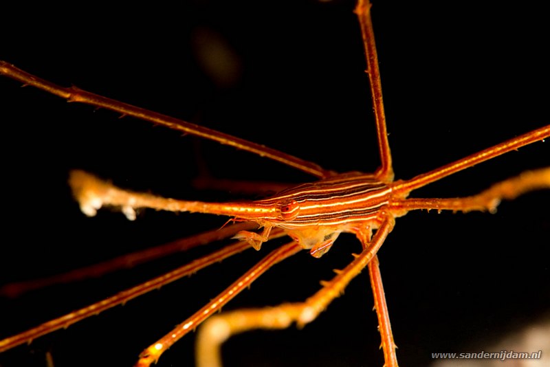 Pijlpuntkrab, , Bonaire, maart 2016Yellowline Arrow Crab (Stenorhynchus seticornis), Boca Slagbaai South