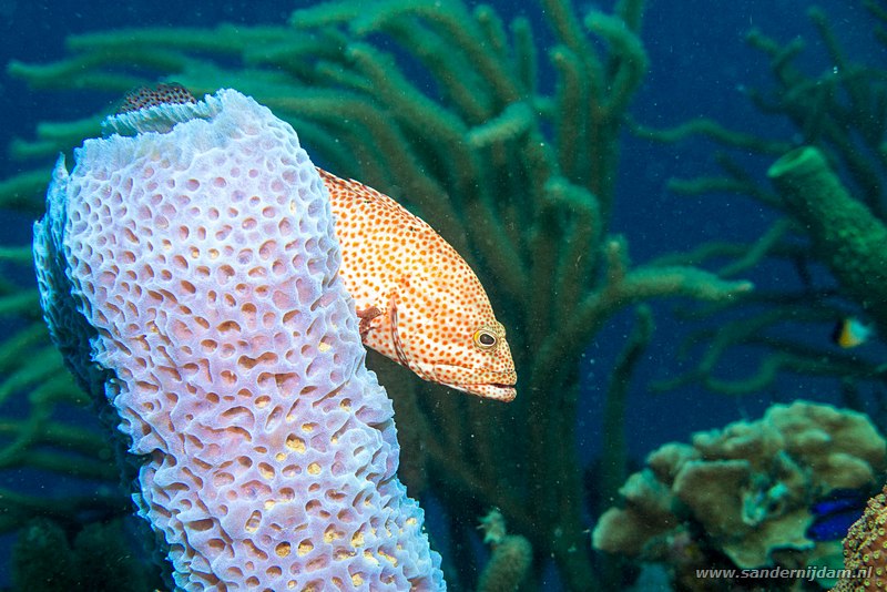 Bruine zeebaars achter blauwe vaasspons, , Bonaire, maart 2016Red Hind (Epinephelus guttatus) behind Azure vase sponge (Callyspongia plicifera), Red Slave