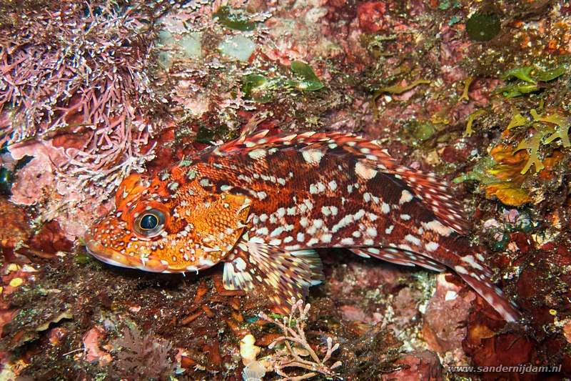 Izu schorpioenvis,  ,Yawatano, Izu, Japan, October 2012Izu scorpionfish (Scorpaena izensis)