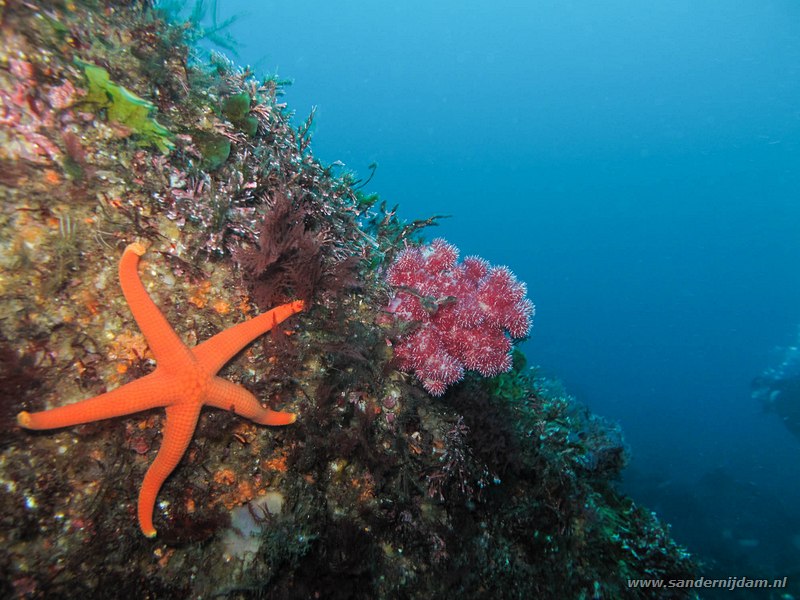 Zeester en zacht koraal,  ,Yawatano, Izu, Japan, October 2012Starfish and soft coral