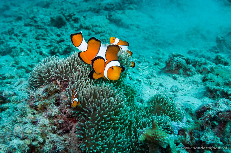 Anemoonvissen, Oceans 5 huisrif, Gili Air, Indonesia, June 2011False Clown Anemonefish (Amphiprion ocellaris)