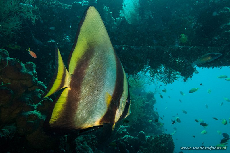 Vleermuisvis, , Tulamben Wreck, Bali, Indonesia, July 2011Circular Spadefish (Platax orbicularis)