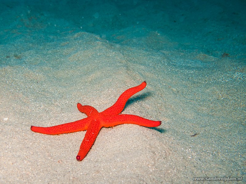 Grote rode zeester, , Portiglione, Levanto, Italia, September 2009Starfish (Echinaster sepositus)
