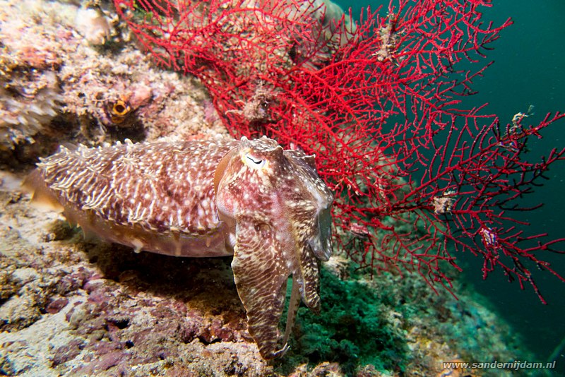 Zeekat, , D-Wall, Pulau Mabul, Malaysia, augustus 2014Broadclub cuttlefish (Sepia latimanus)