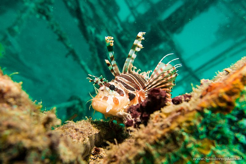 Rode koraalduivel, , Nudi Nook, Pulau Mabul, Malaysia, augustus 2014Spotfin lionfish (Pterois antennata)