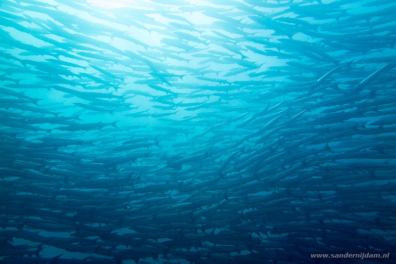 Donkervin barracudas, , Barracuda Point, Pulau Sipadan, Malaysia, augustus 2014Blackfin barracudas (Sphyraena qenie)