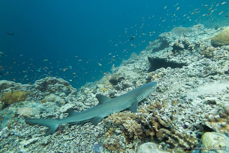 Witpunt rifhaai, , Barracuda Point, Pulau Sipadan, Malaysia, augustus 2014Whitetip reefshark (Triaenodon obesus)