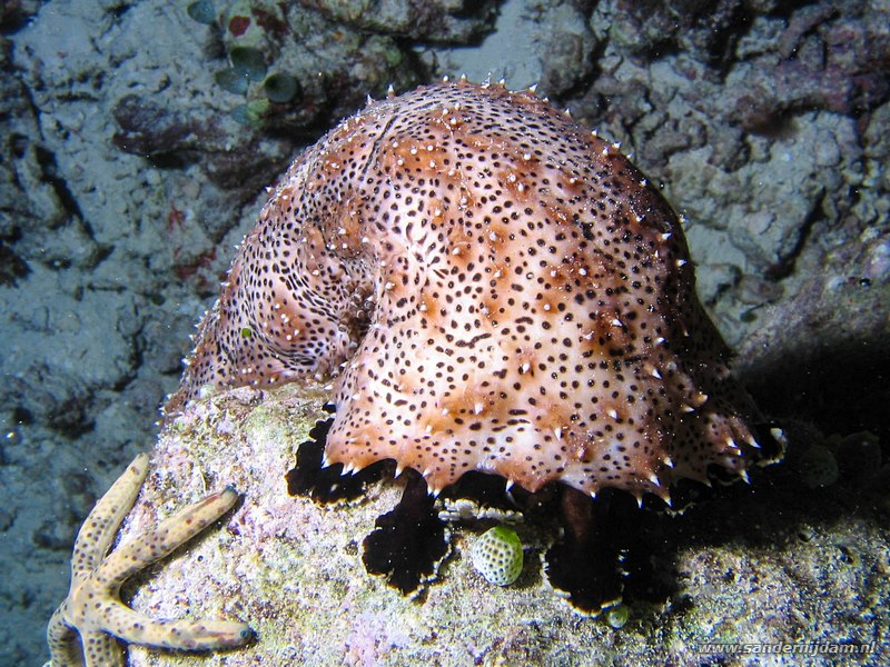 Gestreepte zeekomkommer, Pearsonathuria graeffei, Vilamendhoo huisrif zuid, Ari atol, Malediven, november 2007