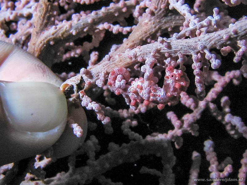 Pygmee zeepaardje, Hippocampus bargibanti, Siladen, Bunaken NP