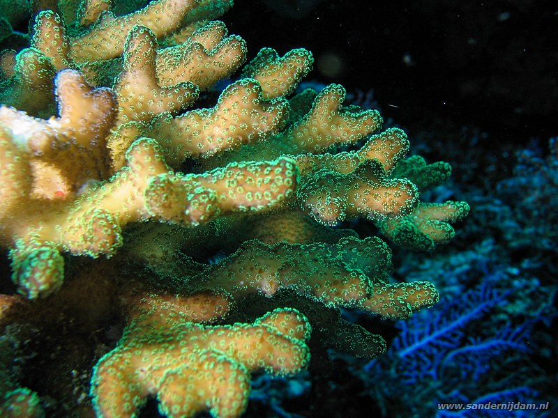 Rondtoppig seriatopora, Seriatopora caliendrum, Pangalisang, Bunaken NP