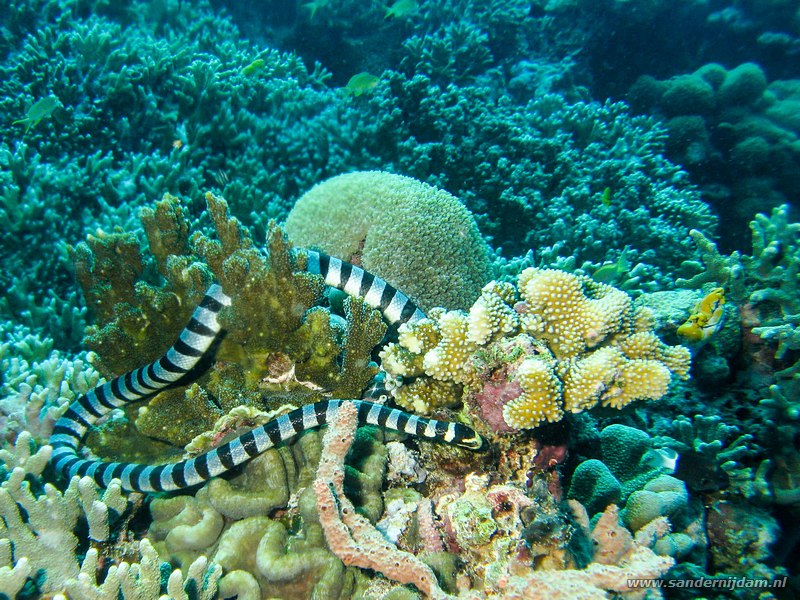 Geellipzeecobra, Laticauda colubrina, Fukui, Bunaken NP