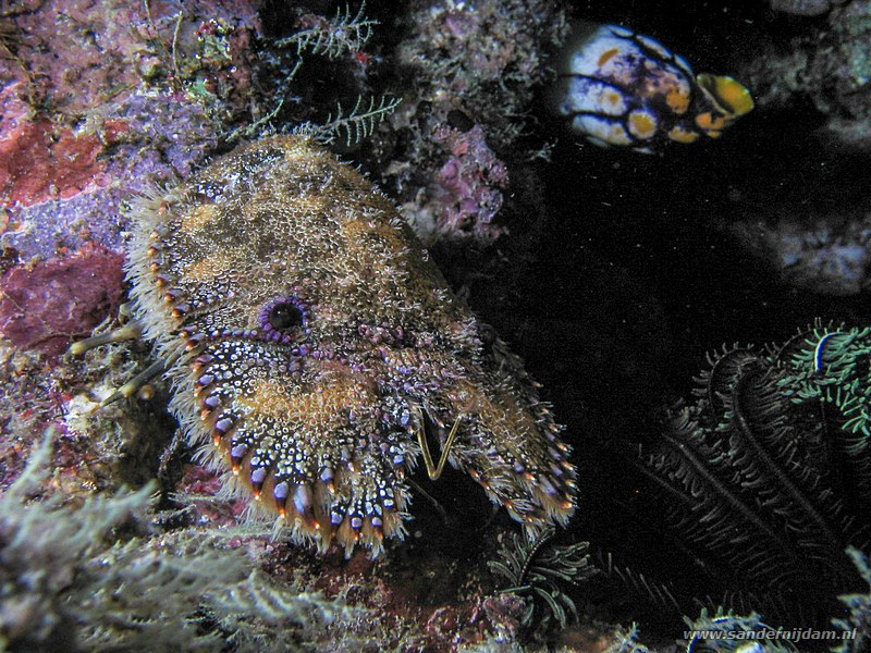 Beerkreeft, Parribacus antarcticus, Johnsons, Bunaken NP