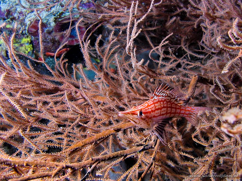 Spitssnuitkoraalklimmer, Oxycirrhites typus, Likuan I, Bunaken NP