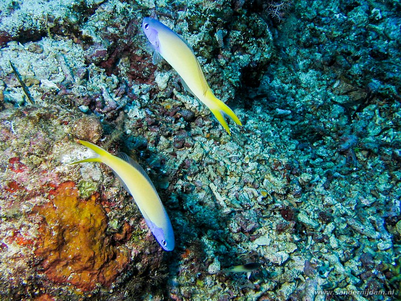 Blauwkop torpedobaarzen, Hoplolatilus starcki, Mikes point, Bunaken NP