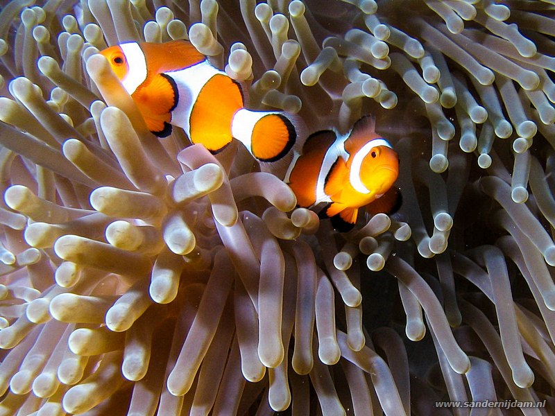 Driebands anemoonvissen, Amphiprion ocellaris, Pangulingan, Bunaken NP