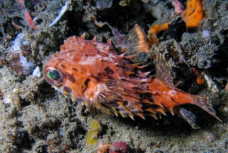 Kortstekel egelvis, Cyclichthys orbicularis, Lipi, Straat van Lembeh