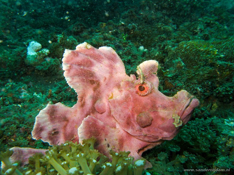 Eschmey schorpioenvis, Rhinopias eschmeyeri, Air Prang, Straat van Lembeh