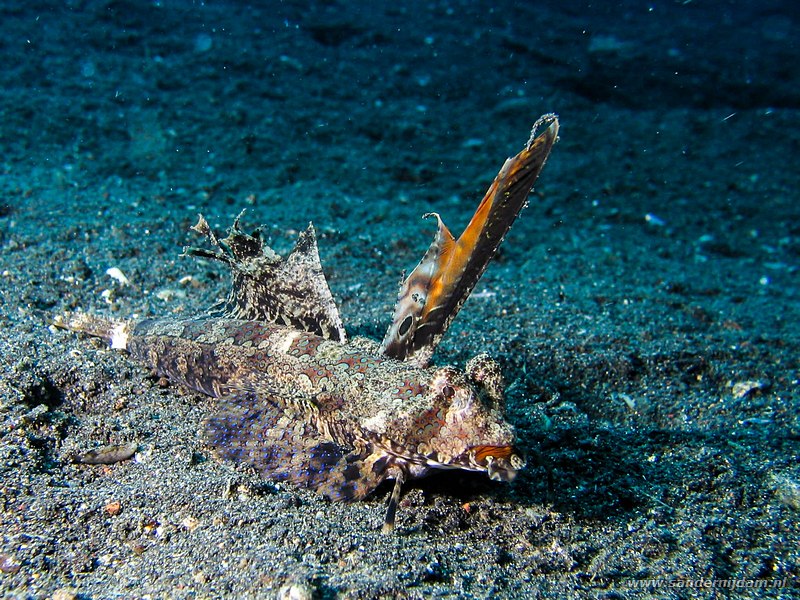 Orange-black dragonet, Dactylopus kuiteri, Hairball, Straat van Lembeh