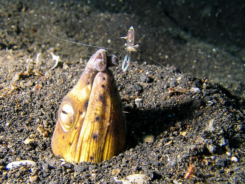 Black-finned snake eel met poetsgarnaal, Ophichthus altipennis met Periclimenes ornatus, Hairball, Straat van Lembeh