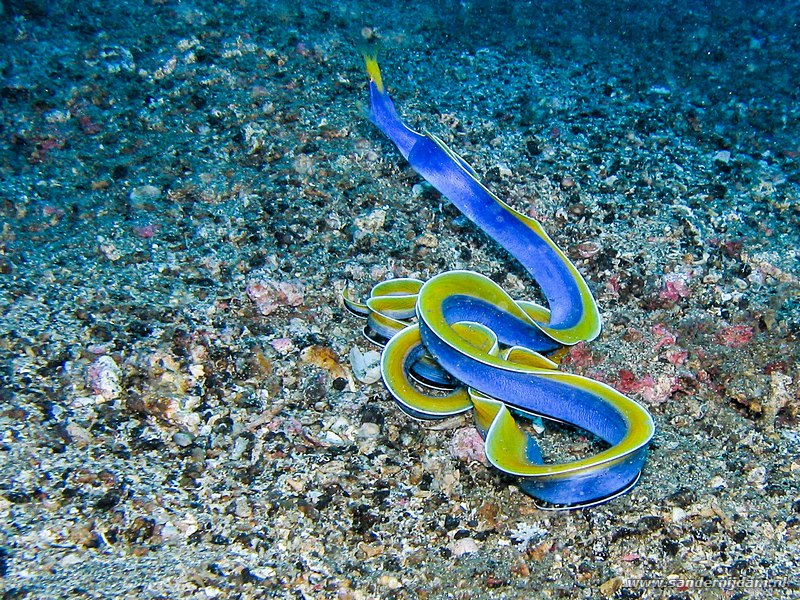 Spookmurene, Rhinomuraena quaesita , Makawide, Straat van Lembeh