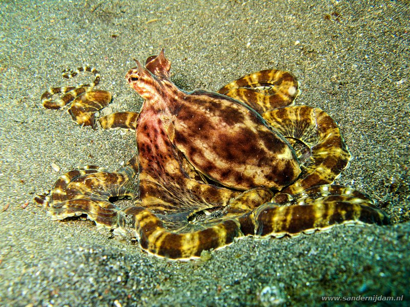 Mimic octopus, Thaumoctopus mimicus, Jahir, Straat van Lembeh