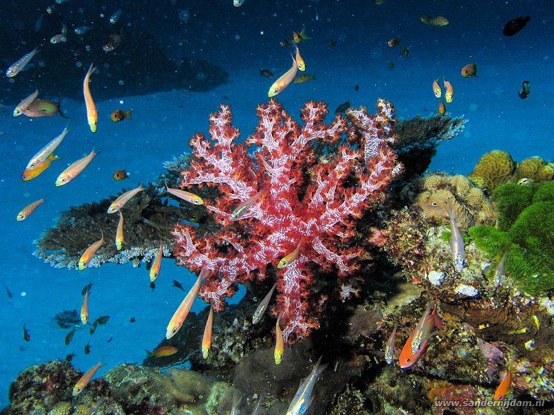 Zacht koraal, Doorschijnend stekelkoraal (Dendronephthya sp), Similan #4/#5 The Channel, Thailand, november 2006