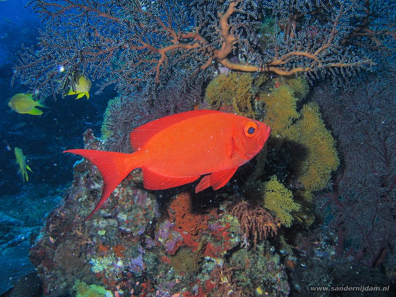 Rif grootoogbaars, Priacanthus hamrur, Similan #7 East of Eden, Thailand, november 2006