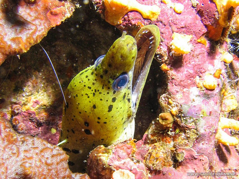 Geelkop murene, Gymnohorax fimbriatus, Richelieu Rock, Thailand, november 2006