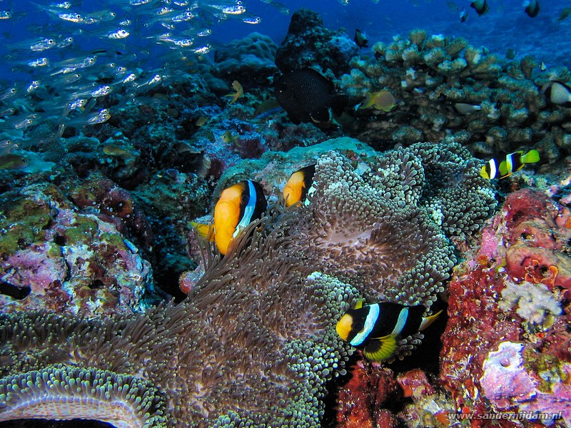 Clarks anemoonvissen, Amphiprion clarkii, Similan #3 Shark Fin Reef, Thailand, november 2006